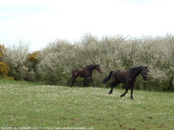 Photo de Races diffrentes