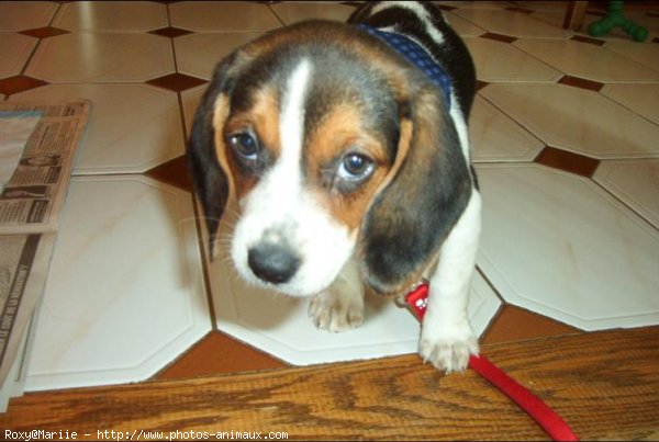 Photo de Beagle