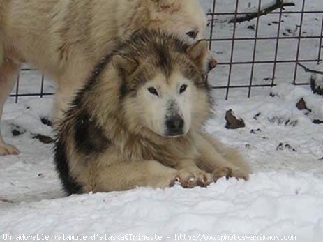 Photo de Malamute de l'alaska