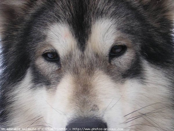 Photo de Malamute de l'alaska