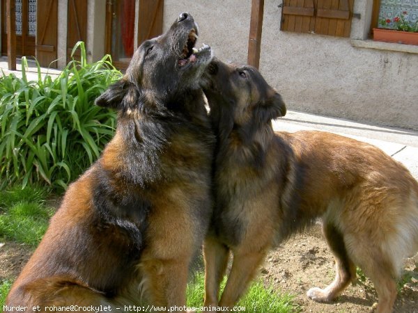 Photo de Berger belge malinois