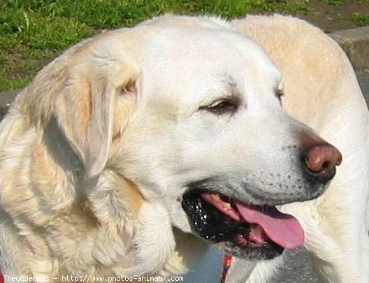 Photo de Labrador retriever