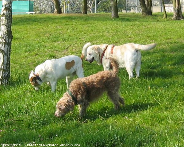 Photo de Labrador retriever