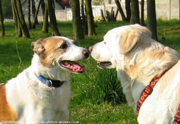 Photo de Labrador retriever