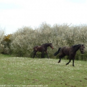 Photo de Races diffrentes