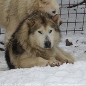 Photo de Malamute de l'alaska