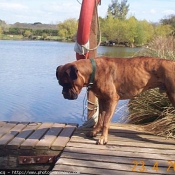 Photo de Boxer