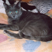 Photo de Chartreux