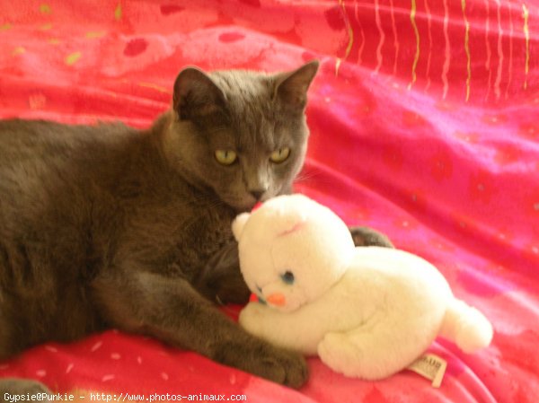 Photo de Chartreux