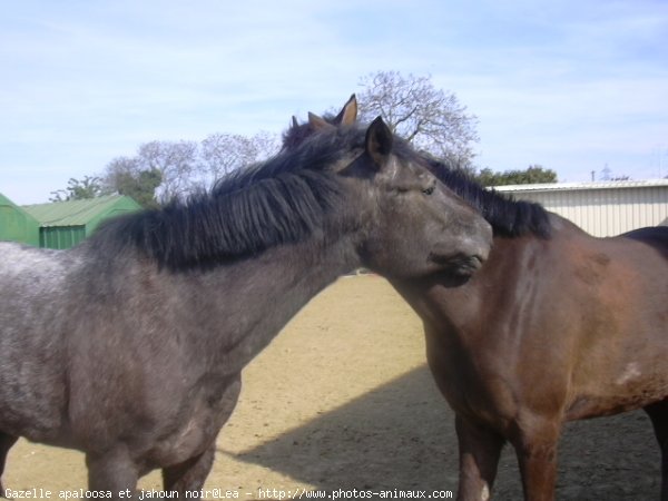 Photo de Races diffrentes