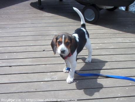 Photo de Beagle