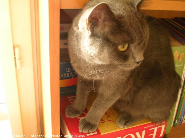 Photo de Chartreux