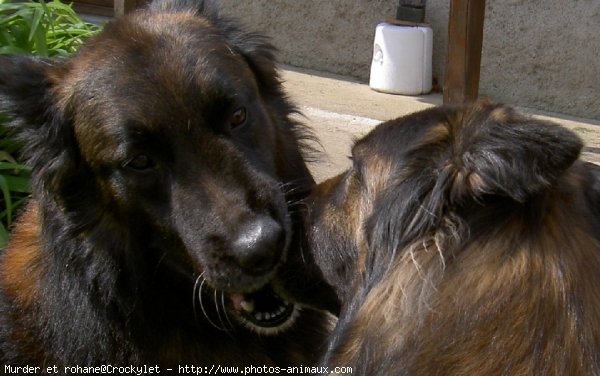 Photo de Berger belge malinois