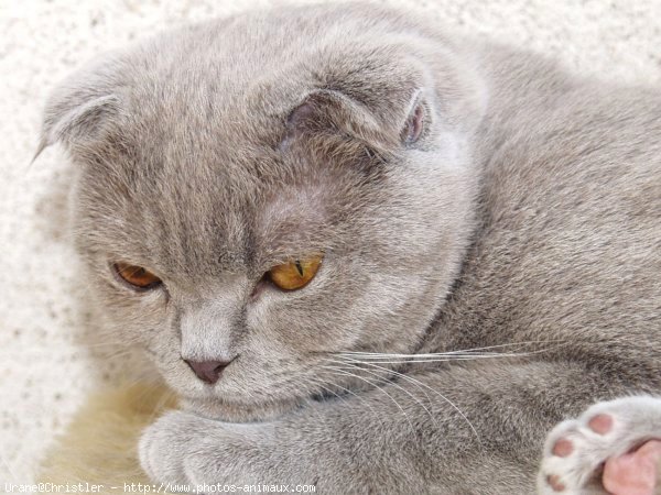 Photo de Scottish fold