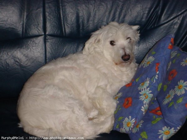 Photo de Bichon maltais