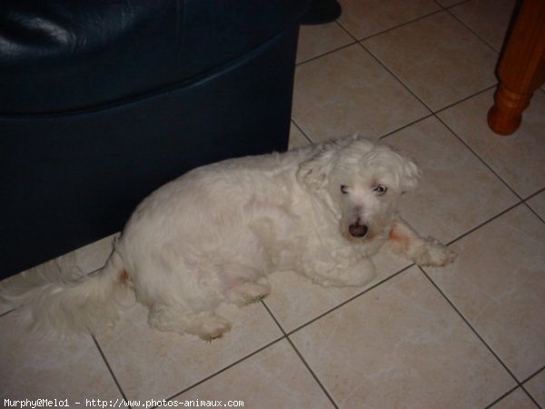 Photo de Bichon maltais