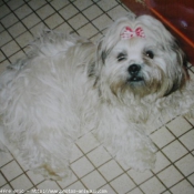 Photo de Lhassa apso