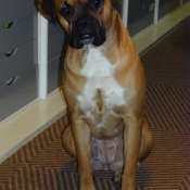 Photo de Boxer