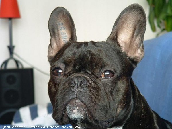 Photo de Bouledogue franais