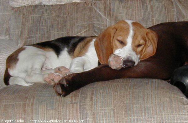 Photo de Beagle