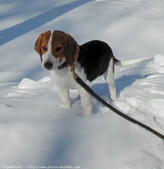 Photo de Beagle