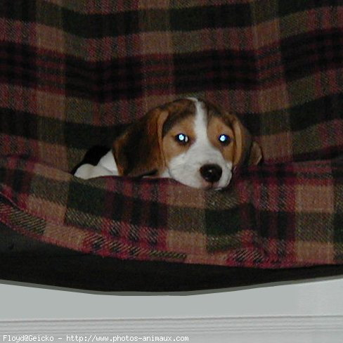 Photo de Beagle