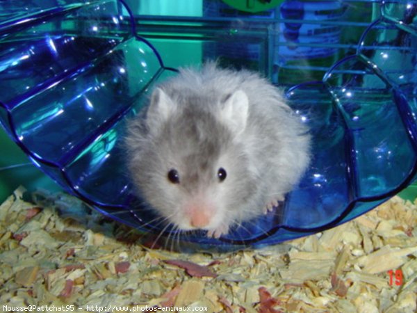 Photo de Hamster