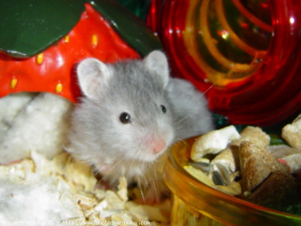 Photo de Hamster