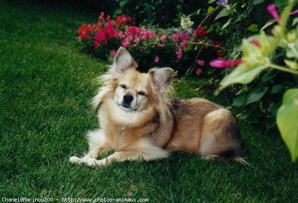 Photo de Fox terrier  poil dur