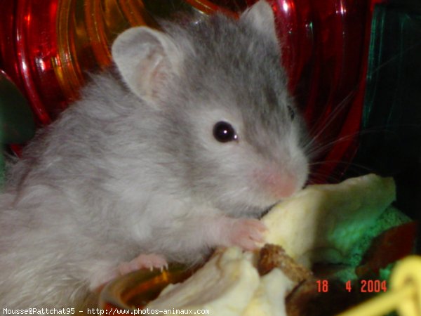 Photo de Hamster