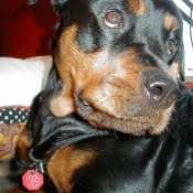 Photo de Rottweiler