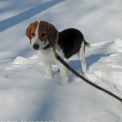 Photo de Beagle