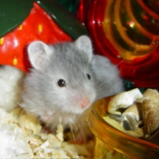 Photo de Hamster