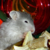 Photo de Hamster