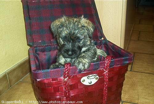 Photo de Cairn terrier