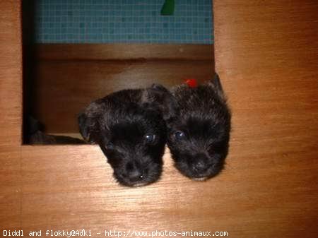 Photo de Cairn terrier