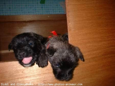 Photo de Cairn terrier