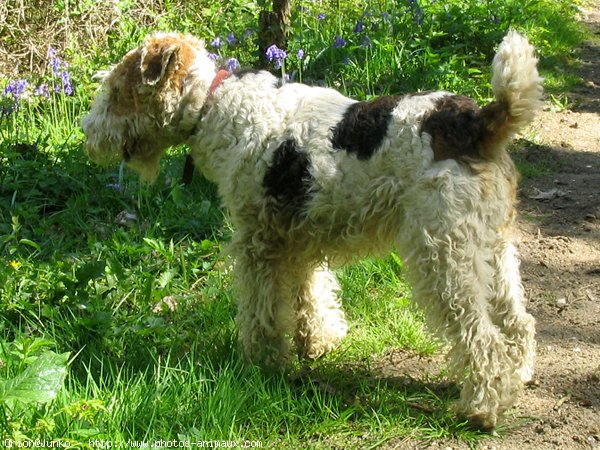 Photo de Fox terrier  poil dur