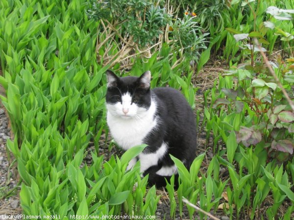 Photo de Chat domestique