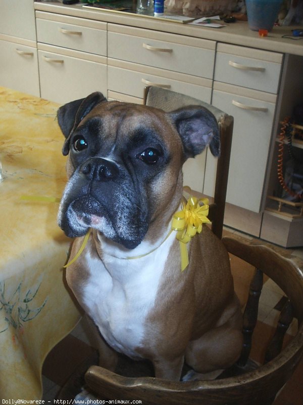 Photo de Boxer