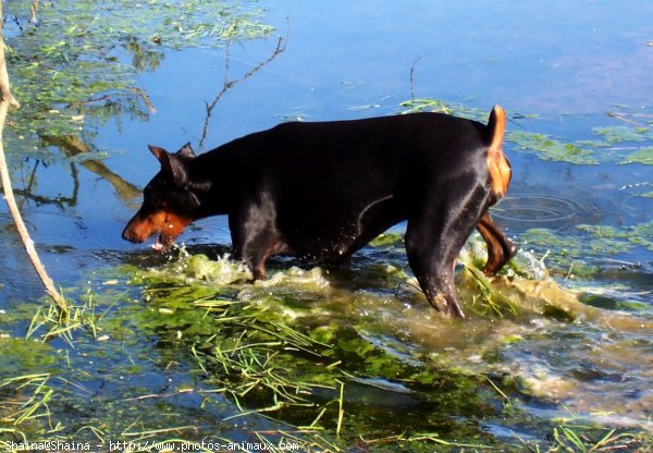 Photo de Dobermann