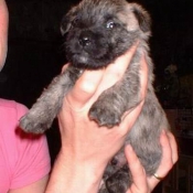 Photo de Cairn terrier