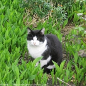 Photo de Chat domestique