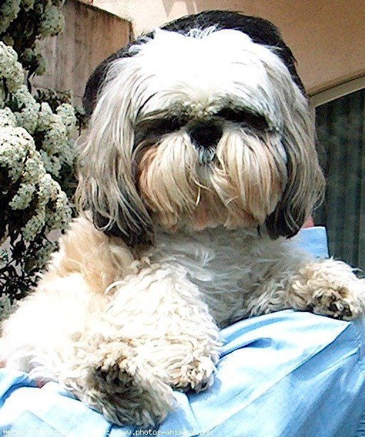 Photo de Shih tzu