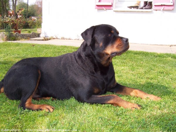 Photo de Rottweiler