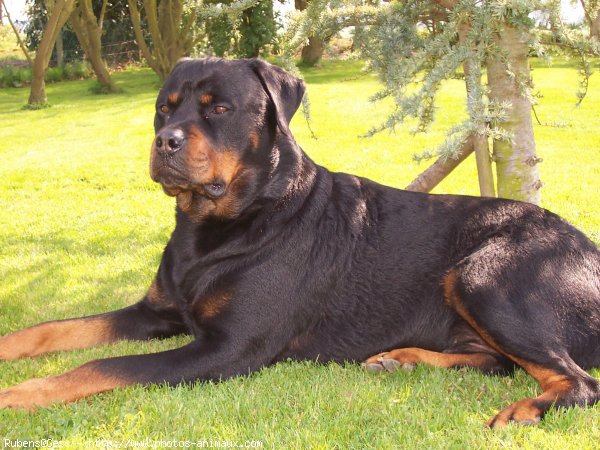 Photo de Rottweiler