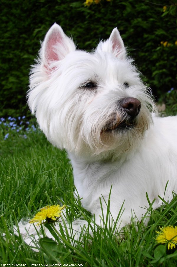 Photo de West highland white terrier