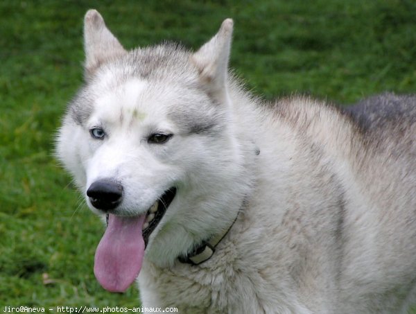 Photo de Husky siberien