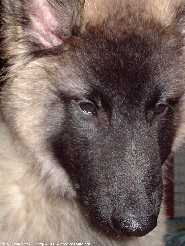 Photo de Berger belge malinois