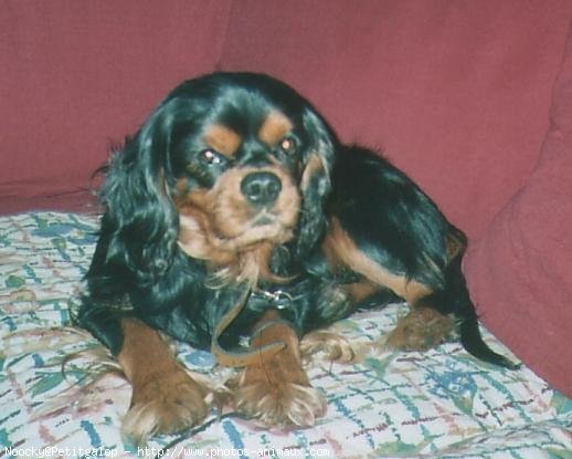 Photo de Cavalier king charles spaniel